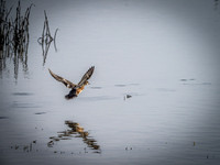 Skagit Valley Birds 11-11-18 (13 of 26)