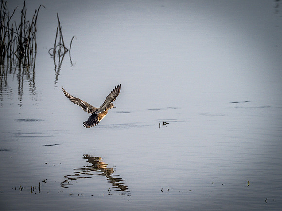 Skagit Valley Birds 11-11-18 (13 of 26)