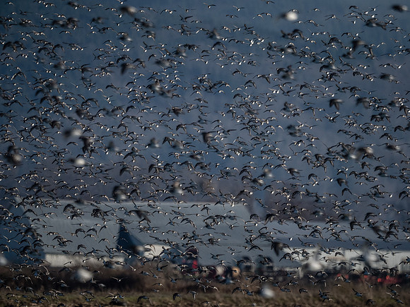 Skagit Valley 1-13-19-19