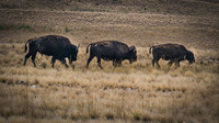 Bear River, Antelope Island, and Utah Wildlife July 2021
