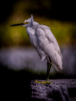 Florida Birds 2017 Set 2