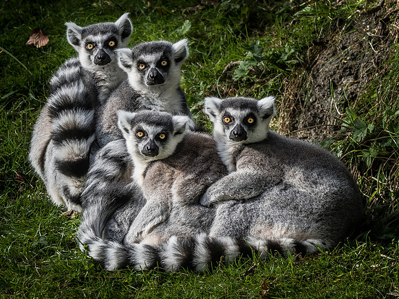 Woodland Park Zoo 11-11-2018