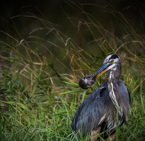 Ridgefield & Sauvie Island Wildlife Refuge's October 2018