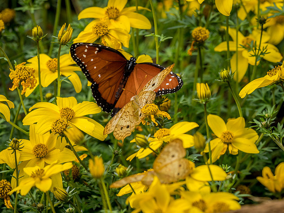 Butterflies May 2018 Set 1-2
