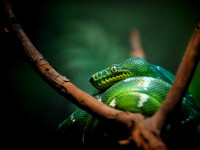 Woodland Park Zoo 3-30-19 Set 1