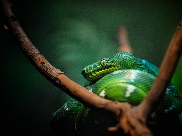 Woodland Park Zoo 3-30-19