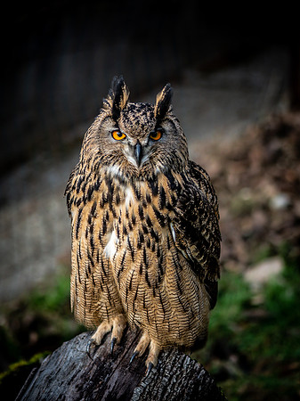 The Falconer 12-21-18