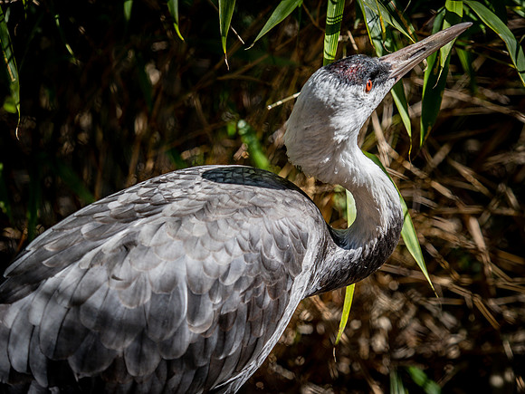 Woodland Park Zoo 3-30-19 Set 2
