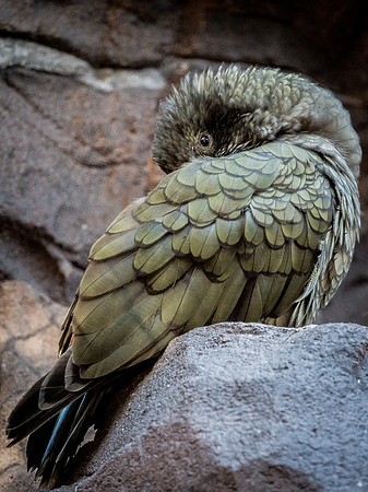 Woodland Park Zoo 11-18-18-31
