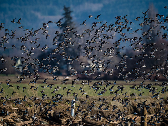 Skagit Valley 1-13-19-27