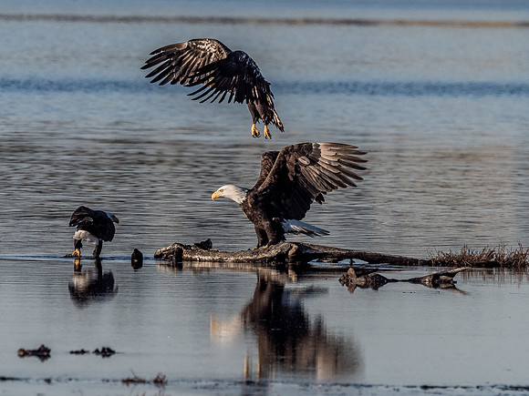Eagles @ Whidbey Island 11-18-18-23