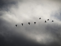 Random Birds December 2021