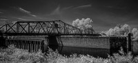 Skagit Birds and Snohomish Herons  5-10-20