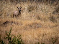Big Horn Sheep in Yakima Canyon 7-18-20