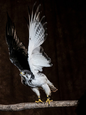 The Falconer with Olympus Cameras @ Kenmore Camera 2-2-19-50