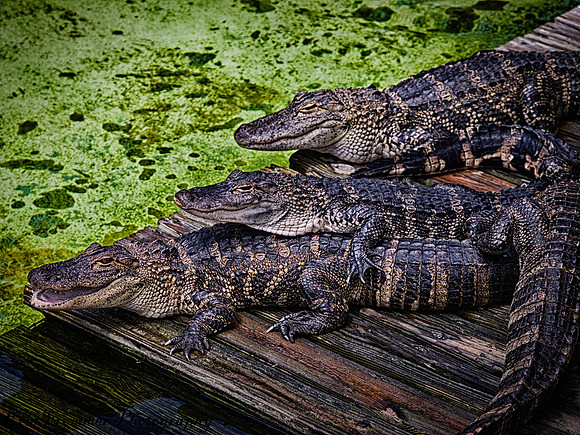 Alligators
