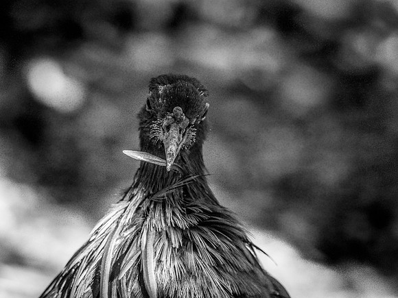Woodland Park Zoo 11-18-18-25