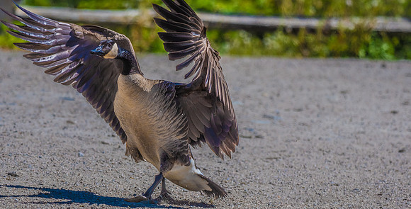 George C. Reifel Bird Sanctuary 5-7-19-6