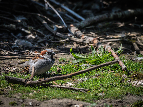George C. Reifel Bird Sanctuary 5-7-19-5