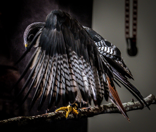 The Falconer with Olympus Cameras @ Kenmore Camera 2-2-19-51