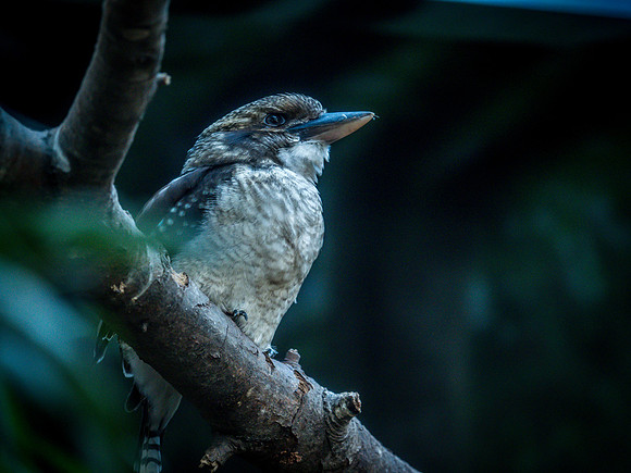 Woodland Park Zoo 11-18-18-34
