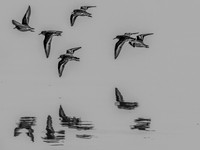 Skagit Valley Birds 11-11-18 (6 of 26)