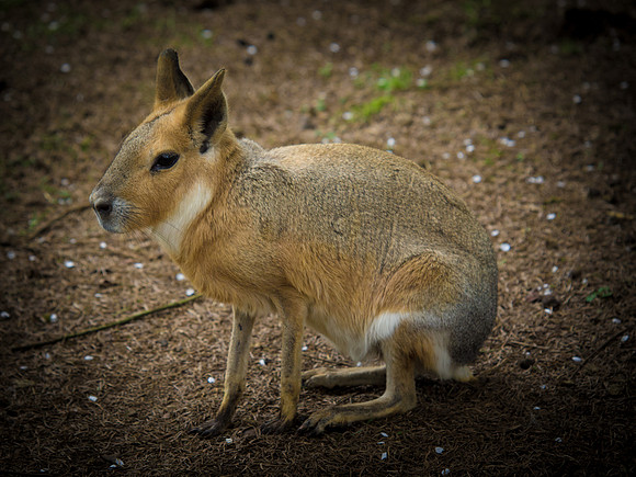 The Arlington Kangaroo Farm_-20