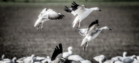 Skagit Valley Birds 11-11-18 (14 of 26)