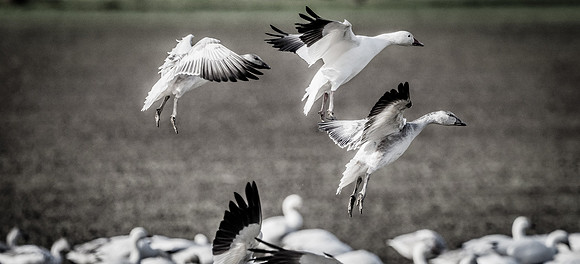 Skagit Valley Birds 11-11-18 (14 of 26)