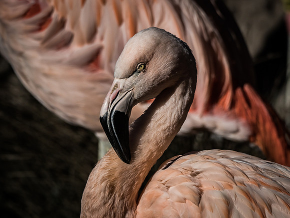 Woodland Park Zoo 11-18-18-12