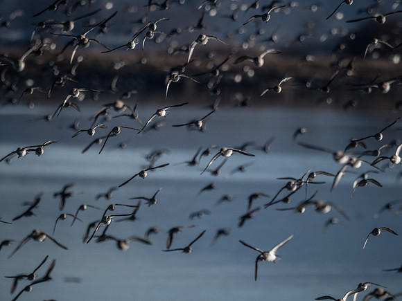 Skagit Valley 1-13-19-22