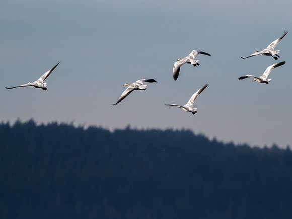 Skagit Valley Birds 11-11-18 (21 of 26)