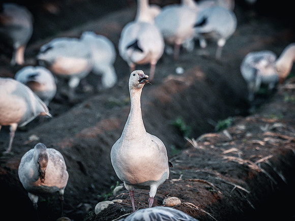 Snow Geese @ The Skagit Valley 12-2-18-24