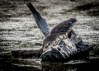 Cape Cod Wildlife 2018 Set 1-31