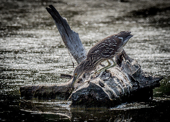 Cape Cod Wildlife 2018 Set 1-31