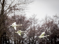 Snow Geese 12-25-17