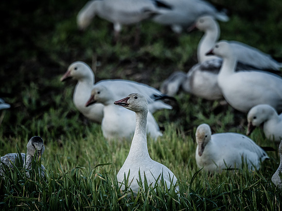 Snow Geese @ The Skagit Valley 12-2-18-13