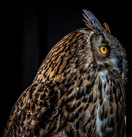 The Falconer with Olympus Cameras @ Kenmore Camera 2-2-19-64