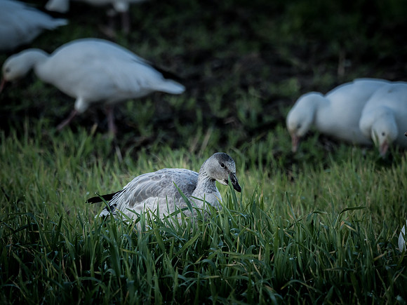Snow Geese @ The Skagit Valley 12-2-18-12