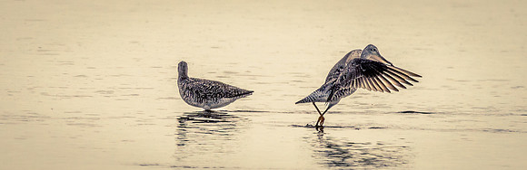 Cape Cod Wildlife 2018 Set 1-41