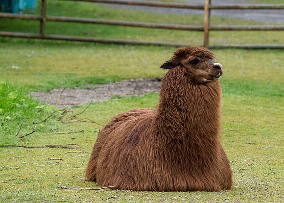 The Arlington Kangaroo Farm_-34