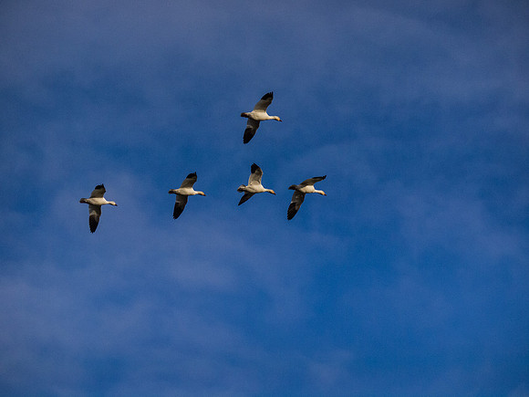 Snow Geese_-9