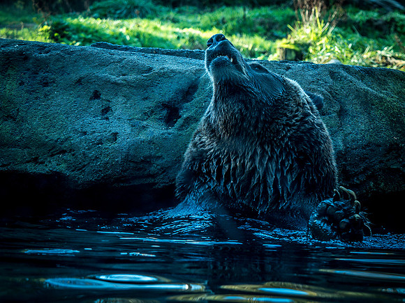 Woodland Park Zoo 11-18-18-40