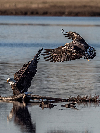 Eagles @ Whidbey Island 11-18-18-21