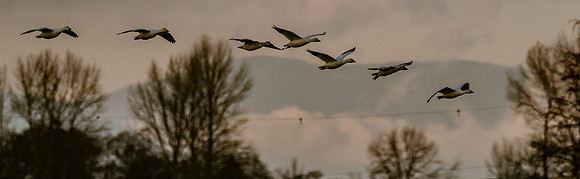 Snow Geese @ The Skagit Valley 12-2-18-2