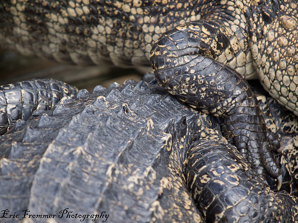 Alligators-5