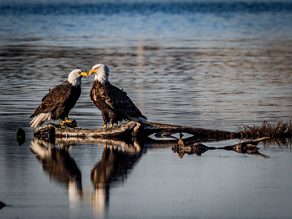 Eagles @ Whidbey Island 11-18-18-25