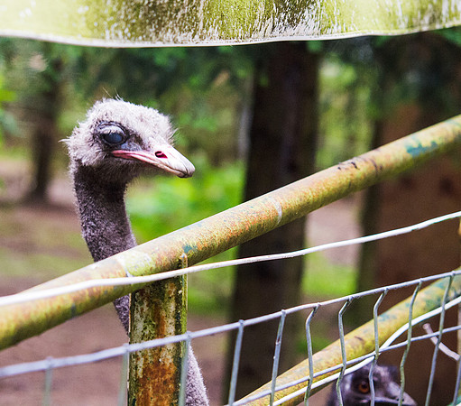 The Arlington Kangaroo Farm_-32