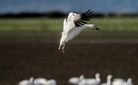 Skagit Valley Birds 11-11-18 (19 of 26)