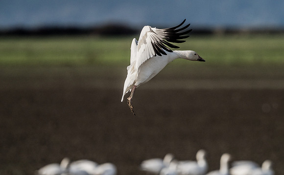 Skagit Valley Birds 11-11-18 (19 of 26)